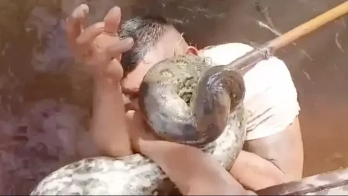 Pria Gigit Anaconda