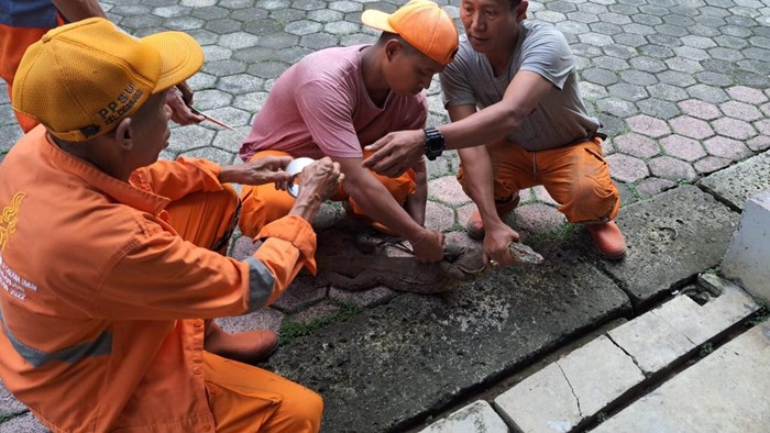 Seekor biawak muncul di permukiman warga di kawasan Jagakarsa, Jakarta Selatan (Jaksel). Kemunculan reptil berukuran cukup besar itu membuat syok warga. (dok Pribadi/Angga A)