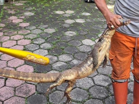 Seekor biawak muncul di permukiman warga di kawasan Jagakarsa, Jakarta Selatan (Jaksel). Kemunculan reptil berukuran cukup besar itu membuat syok warga. (dok Pribadi/Angga A)