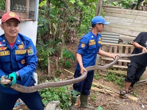 Teror Satwa Liar di Permukiman Warga Ciamis