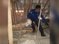 Petugas Damkar Lamongan Evakuasi 5 Burung Hantu yang Kerap Teror Warga