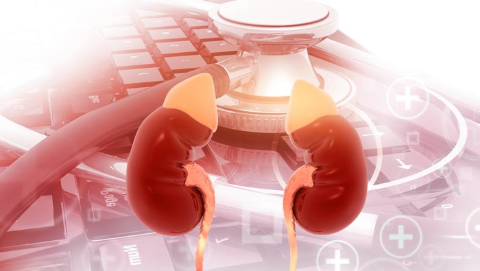 Human kidneys on stethoscope background. 3d illustration