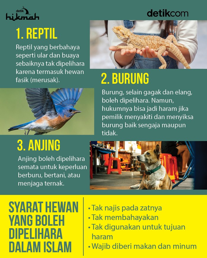 Infografis hukum memelihara reptil, burung, dan anjing Infografis hukum memelihara reptil, burung, dan anjing