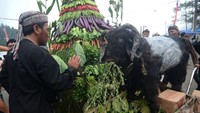 Ritual ruwat bumi dilakukan dengan memandikan dan menyembelih kambing kendit (lingkaran putih di badan) serta mengarak gunungan berisi hasil bumi. Ritual tersebut sebagai wujud syukur warga atas rezeki yang melimpah. Foto: ANTARA FOTO/Oky Lukmansyah