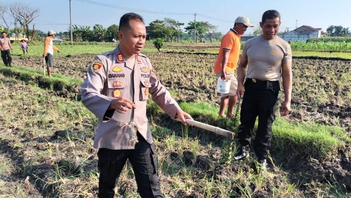 Polsek Pulokulon bersama warga Desa Sembungharjo, Grobogan, bergotong royong membasmi hama tikus.