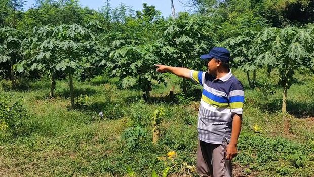 Monyet masuk permukiman warga di Pasuruan. Warga khawatir monyet itu menyerang anak-anak.
