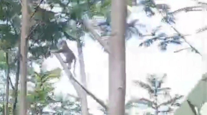 Monyet masuk permukiman warga di Pasuruan. Warga khawatir monyet itu menyerang anak-anak.