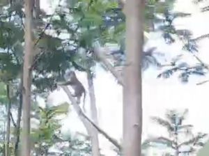 Monyet Masuk Permukiman, Warga Grati Pasuruan Resah