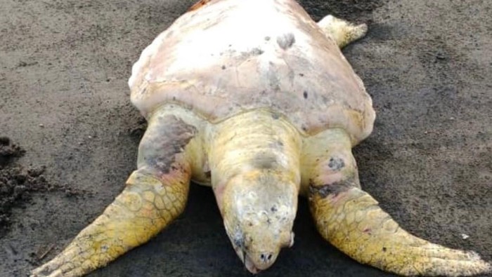 Penyu lekang yang ditemukan mati di Pantai Batukaras, Pangandaran.