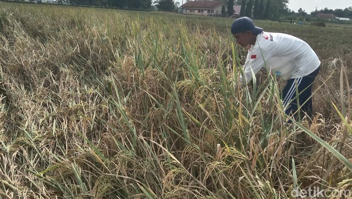 Petani Indramayu saat memanen padi di sawahnya.