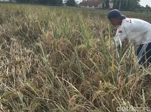 Jeritan Petani Gurem di Indramayu Saat Hasil Panen Padi Anjlok