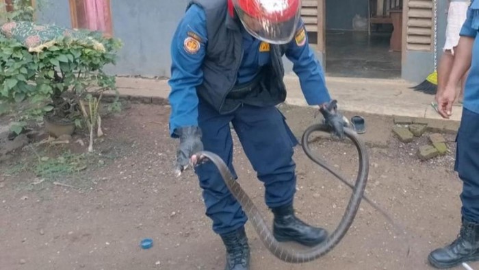 Petugas Damkar Ciamis mengevakuasi king kobra 2 meter yang masuk ke kamar rumah warga.