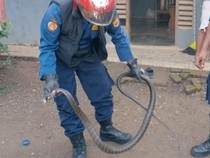 Teror Si Raja Ular di Ciamis, Masuk Rumah Siti hingga Nangkring di Lemari