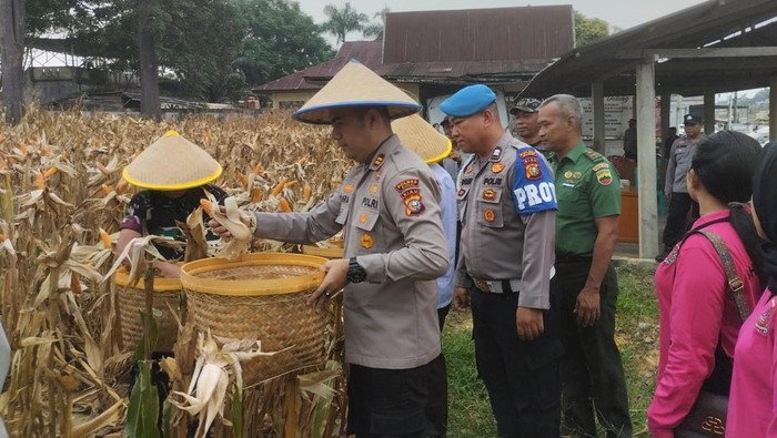 Polsek Batu Kapur, pada Rabu (2/7/2025), melaksanakan panen raya jagung mewujudkan ketahanan pangan dan ekonomi rakyat.