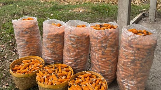 Polsek Batu Kapur, pada Rabu (2/7/2025), melaksanakan panen raya jagung mewujudkan ketahanan pangan dan ekonomi rakyat.