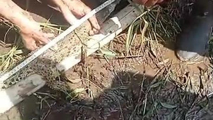 Buaya yang ditangkap tim gabungan di Sungai Progo, Juwono, Triharjo, Pandak, Bantul, Kamis (3/7/2025).