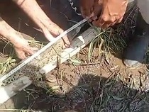 Detik-detik Buaya Muara Ukuran Kecil Ditangkap di Sungai Progo Pandak Bantul