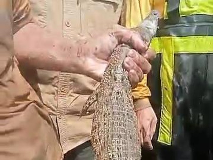 Buaya yang ditangkap tim gabungan di Sungai Progo, Juwono, Triharjo, Pandak, Bantul, Kamis (3/7/2025).