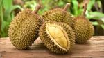 10 Durian Legit Asal Thailand yang Diburu Penggemarnya