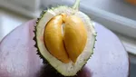 10 Durian Legit Asal Thailand yang Diburu Penggemarnya