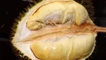 10 Durian Legit Asal Thailand yang Diburu Penggemarnya