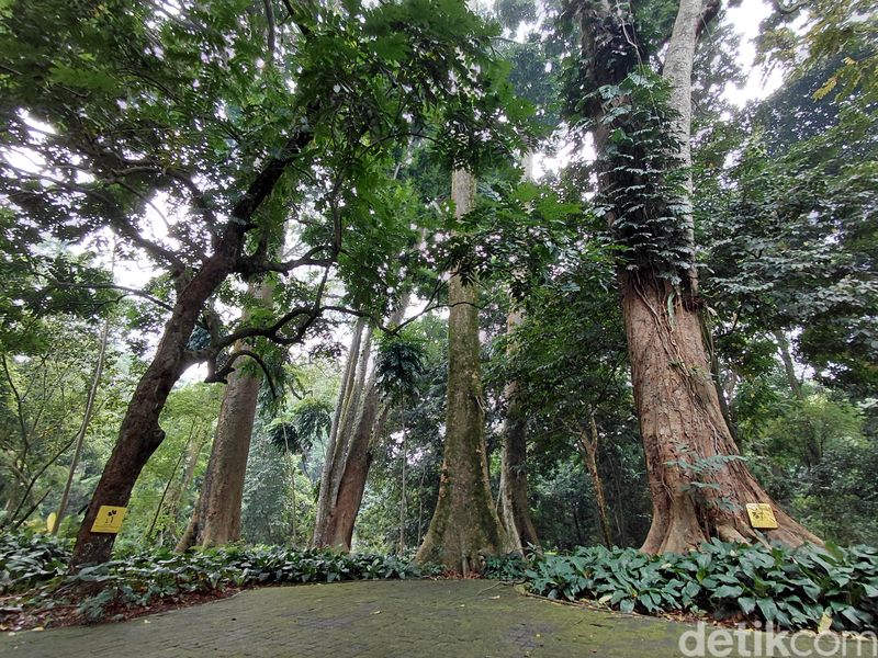 Hasil Kamera Samsung Galaxy A36 5G