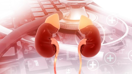 Human kidneys on stethoscope background. 3d illustration