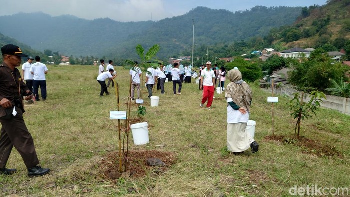 Lahan seluas 7 hektare (ha) milik PT PLN Indonesia Power UBP Suralaya (PLTU Suralaya) ditanami pohon biomassa sebagai campuran batu bara. (M Iqbal/detikcom)