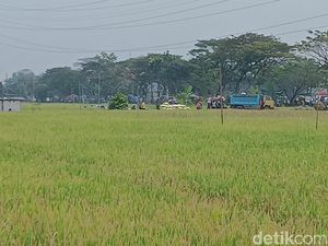 Panen Perdana, Petani Magetan Sumringah Harga Gabah Tembus Rp 7.200/Kg