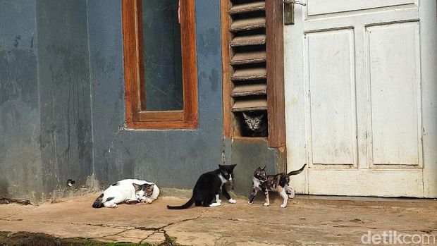Siti sedang memegang kucing peliharaannya yang menyelamatkannya dari bahaya ular King Kobra.