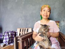 Detik-detik Kucing Bocil Lawan King Kobra di Ciamis, Tegang!