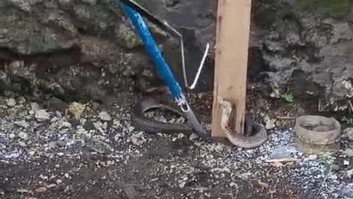 Ular kobra yang muncul di rumah warga Jl. Melasti II, Gang Ikan Lohan, Banjar Petangan, Desa Kutuh berhasil dievakuasi. (dok. Istimewa)
