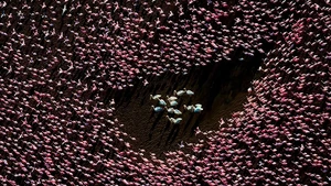 Burung pelikan mengarungi lautan flamingo yang dijepret oleh David Swindler. Foto: David Swindler/ The Inaugural International Aerial Photographer of the Year