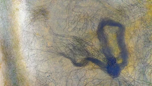 Laguna Hedionda, Bolivia terkenal dengan banyaknya spesies flamingo, seperti yang difoto oleh fotografer Ignacio Palacios. Foto: Ignacio Palacios/ The Inaugural International Aerial Photographer of the Year