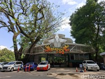 Pemkot Beri SP 1, Pengelola Bandung Zoo & Tenant Wajib Angkat Kaki