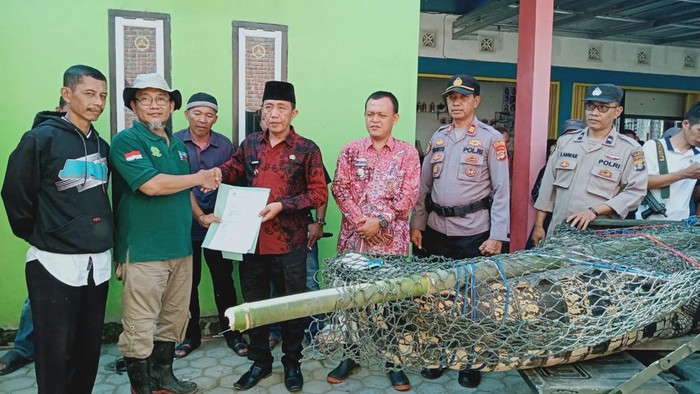 Buaya yang serang warga Tanggamus akhirnya ditangkap.