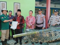 BKSDA Lampung Tangkap Buaya yang Serang Kakek Wasim hingga Tewas