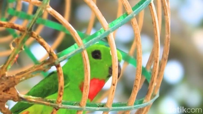 Burung serindit di Tana Tidung.