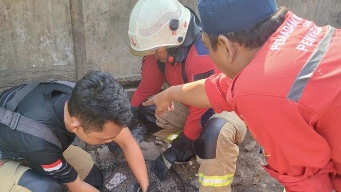Evakuasi monyet dari jalanan di Surabaya.