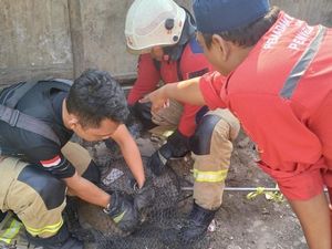 Heboh Monyet Liar Dievakuasi dari Jalanan Surabaya