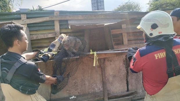 Evakuasi monyet dari jalanan di Surabaya.