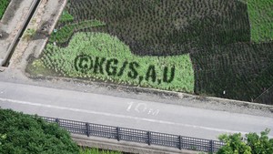 Dibuat dari goresan padi-padi di atas sawah hingga ke elemen detailnya lewat logo Kimetsu no Yaiba. Foto: Gyoda_PR/ Twitter