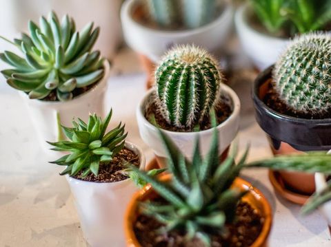Ilustrasi tanaman hias sukulen House indoor plants collection. Succulent and cactus in different pots on white background