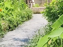 Warga Bukit Lama Keluhkan Bau Tak Sedap dari Limbah Tahu di Parit