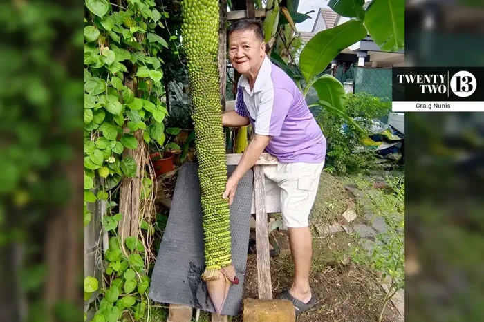 Pria Ini Kaget Pohon Pisangnya Tumbuh hingga Ribuan Sisir