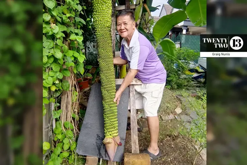 Pria Ini Kaget Pohon Pisangnya Tumbuh hingga Ribuan Sisir