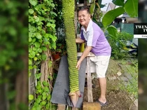 Pria Ini Kaget Pohon Pisangnya Tumbuh hingga Ribuan Sisir