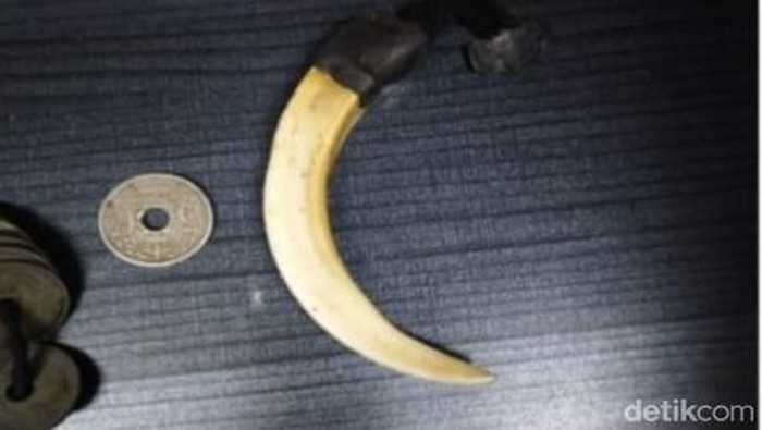 Penampakan taring babi yang digunakan pemuda mabuk serang ustaz di Tasikmalaya.