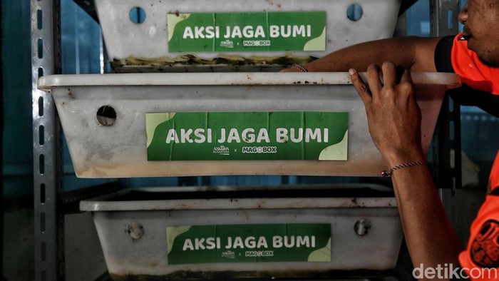 Hebat! Kampung Magot di Jakarta Utara Ubah Sampah Jadi Rupiah Di tengah padatnya permukiman Sunter Agung, RT 7 Tanjung Priok, Jakarta Utara, muncul inovasi yang menginspirasi. Warga setempat berinisiatif memelihara magot larva lalat Black Soldier Fly, untuk mengelola sampah organik sekaligus menambah penghasilan keluarga.
