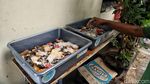 Hebat! Kampung Magot di Jakarta Utara Ubah Sampah Jadi Rupiah